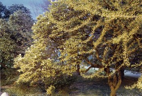 Photo - Platzhalter